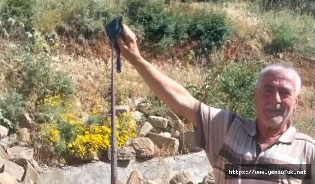 Kovancılar’da 3 Metrelik Yılan Paniği!